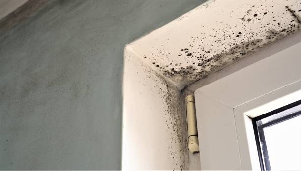 Best Mold Prevention Services  in Ben Lomond, CA